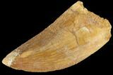 Serrated, Carcharodontosaurus Tooth - Real Dinosaur Tooth #85905-1